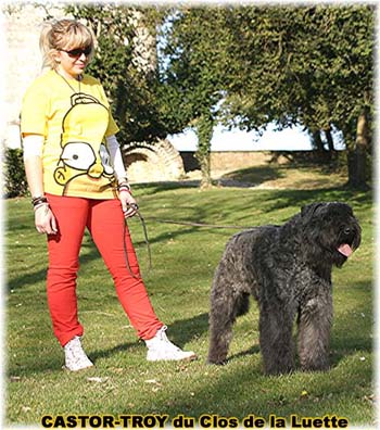 bouvier des flandres du clos de la luette - copyright d&eacute;pos&eacute;